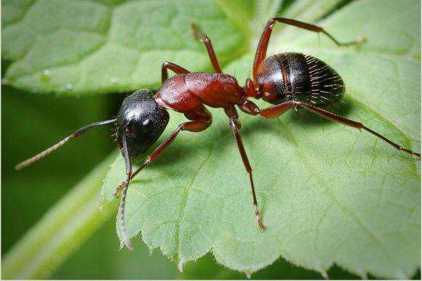Ученые посчитали всех живущих на Земле муравьев